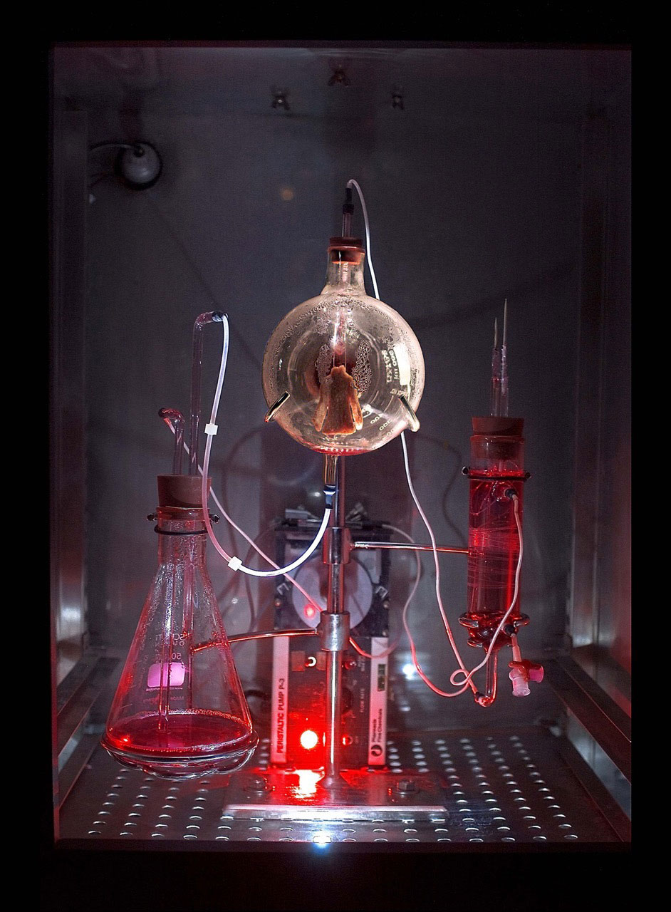 Tissue Culture & Art Project (Oron Catts & Ionat Zurr)